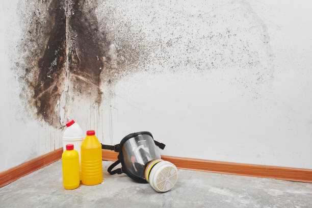 Best Preventive Mold Services in Petersburg, IL