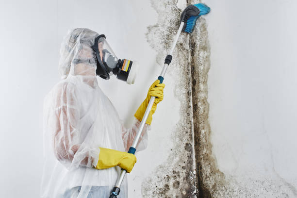 Best Residential Mold Remediation in Petersburg, IL
