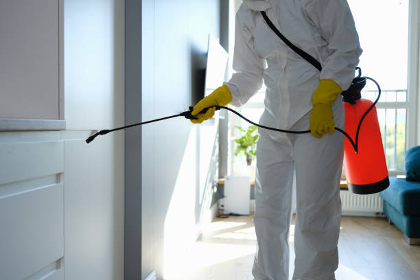 Best Insurance-Related Mold Remediation in Petersburg, IL