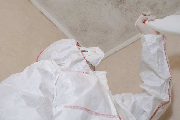 Best Mold Testing and Inspection Services in Petersburg, IL