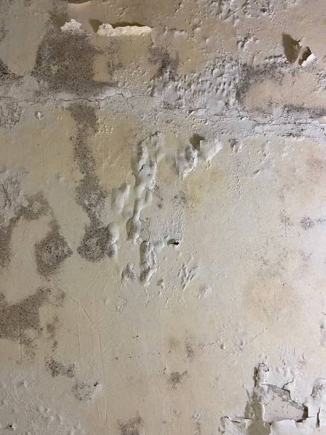 Best Localized Mold Remediation (e.g., coastal areas, humid climates) in Petersburg, IL