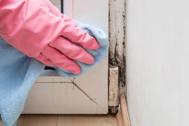 Best Health and Safety Mold Remediation in Petersburg, IL