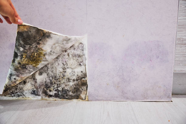 Trusted Petersburg, IL Mold Remediation Experts